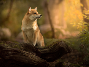 Wood, plant, Shiba inu, muzzle, dog