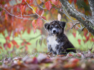 Leaf, autumn, Akita Inu, trees, puppie