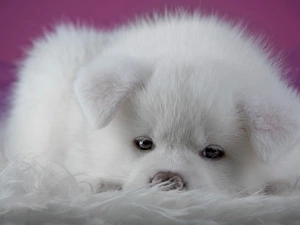 Puppy, White, Akita Inu