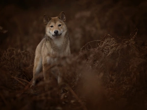 scrub, dog, Shiba inu