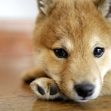 Shiba inu, Puppy