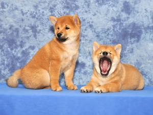 Shiba inu, Two cars, puppies
