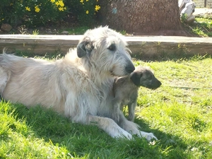 Irish Wolfhound, Puppy