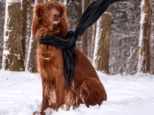 setter, shawl, snow, irish