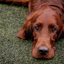 irish, setter