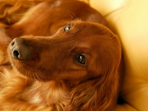 sofa, Irish Setter