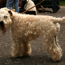 Irish Soft coated wheaten terrier