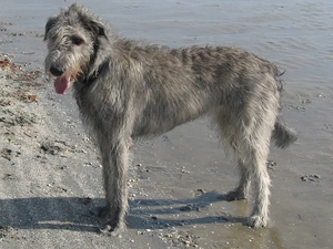 Irish Wolfhound