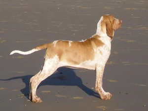 Bracco italiano, profile, Italian Shorthaired Pointing Dog