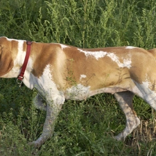 dog-collar, red hot, Italian Shorthair Pointer, grass, Bracco italiano