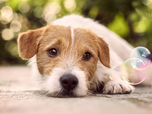 interesting eyes, dog, Jack Russell Terrier