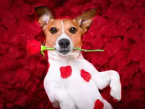 dog, rose, flakes, Jack Russell Terrier