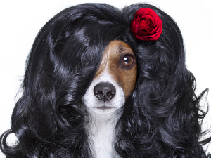 dog, wig, rose, Jack Russell Terrier