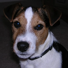 Jack Russell Terriera, Head