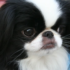 Japanese spaniel, Japanese Chin, Head