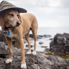 Jindo, Stones rocks, dog, Hat