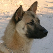 Jindo, Head