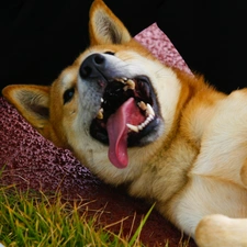 Jindo, canines, mouth, Tounge