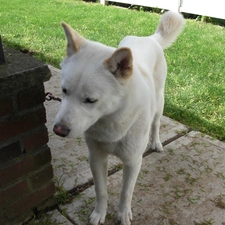 Jindo, White