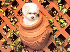 dog, Fance, Maltese, jug