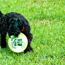 juicy, grass, Kerry blue terrier