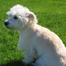 juicy, grass, Dandie Dinmont Terrier