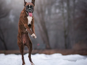 jump, dog, boxer