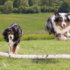 jump, gear, Two cars, Dogs