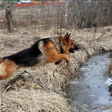 jump, stream, sheep-dog, german