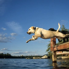 jump, Platform, Dogs, water