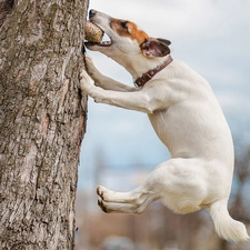 jump, trees, dog, Jack Russell Terrier