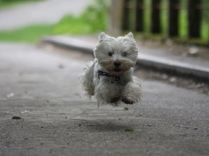 jump, Terrier