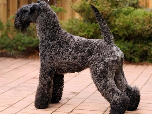 Kerry blue terrier