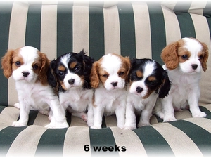 five, puppies, Cavalier King Charles spaniel, sweet