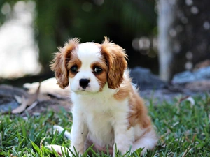 small, Puppy, Cavalier King Charles spaniel, doggy