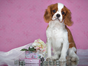 Cavalier King Charles spaniel, Flowers