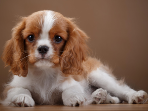 Cavalier King Charles spaniel, puppie