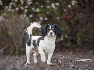 dog, fuzzy, background, King Charles Spaniel
