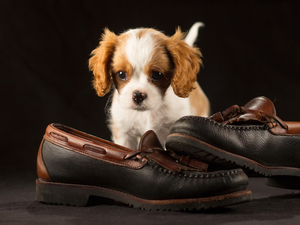 Boots, Puppy, Cavalier King Charles spaniel