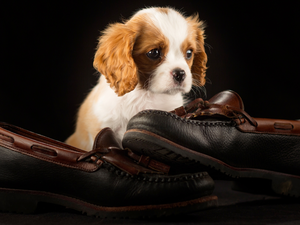 Boots, Puppy, Cavalier King Charles spaniel