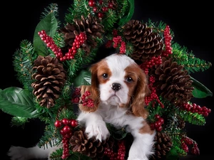 wreath, Puppy, Cavalier King Charles spaniel