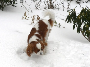 snow, Red-white, King Charles Spaniel