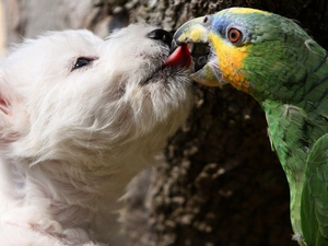 parrot, kiss, dog