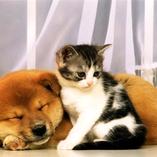 dog, kitten, sleepy