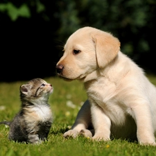 kitten, small, Puppy, friends, Labrador Retriever