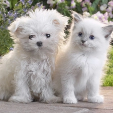 kitten, White, White, Maltese