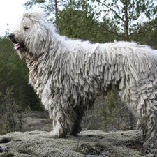 pastoral, Komondor, dog