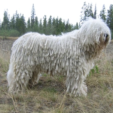 Komondor, White