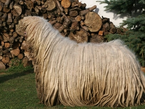 Komondor, Wood