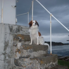 Kooikerhondje, Stairs, Alpine Dutch